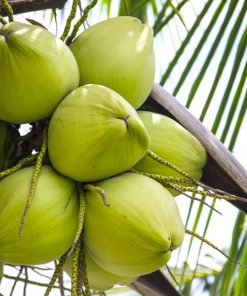 Coconut