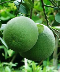 Fresh Pomelo Grade 1