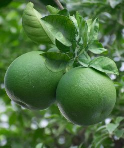 Green Pomelo Grade 1