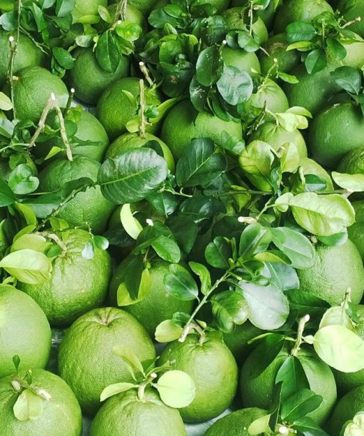 Green Pomelo Grade 1 - Image 2