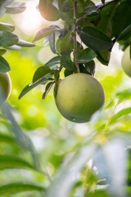 Pomelo